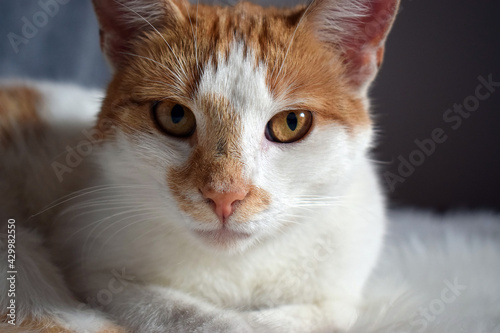 Rudo-biały kot - zdjęcie portretowe