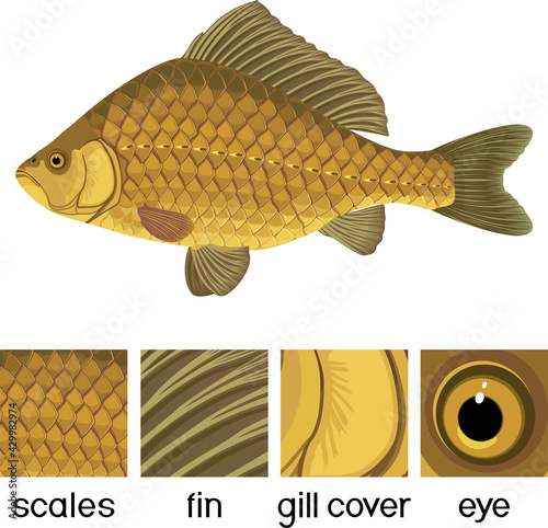 Crucian carp fish isolated on white background and parts of its body