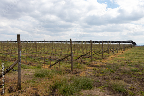 Apple trees plantation with Granny Smith trees in early spring April, agriculture in Serbia