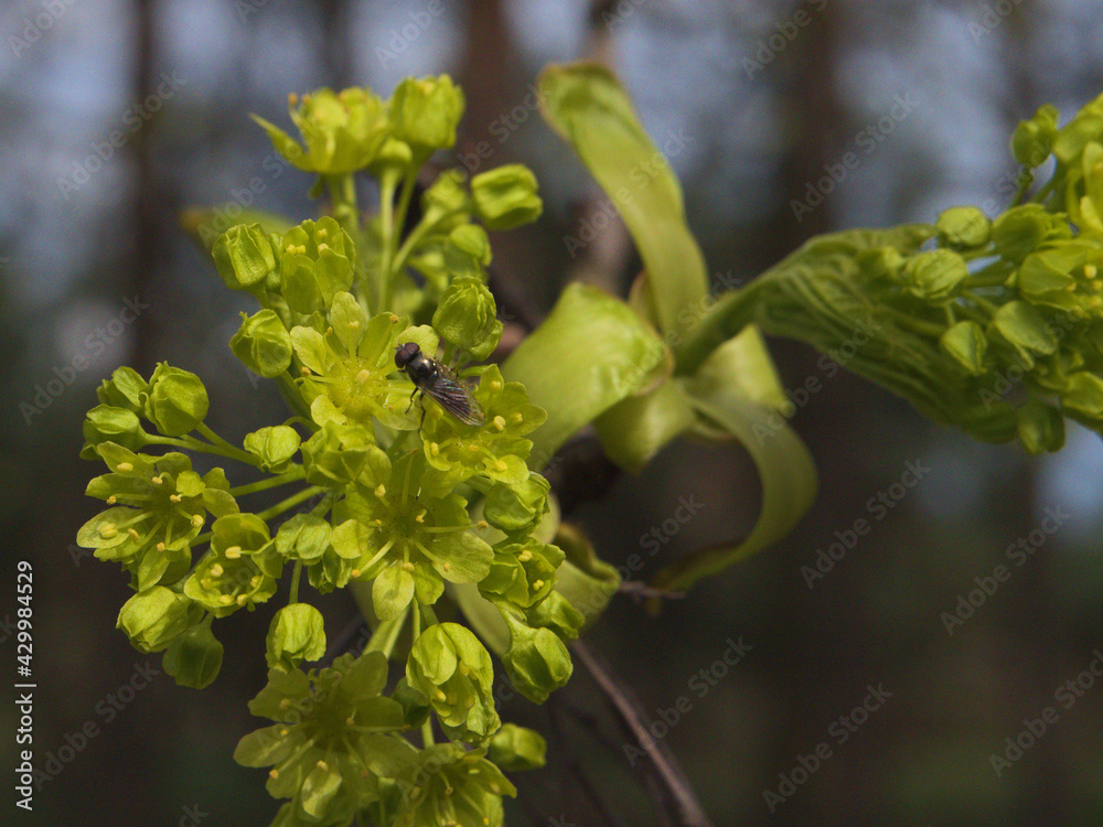 Fototapeta premium Green buds and leaves on a tree branch with an insect warming in the sun