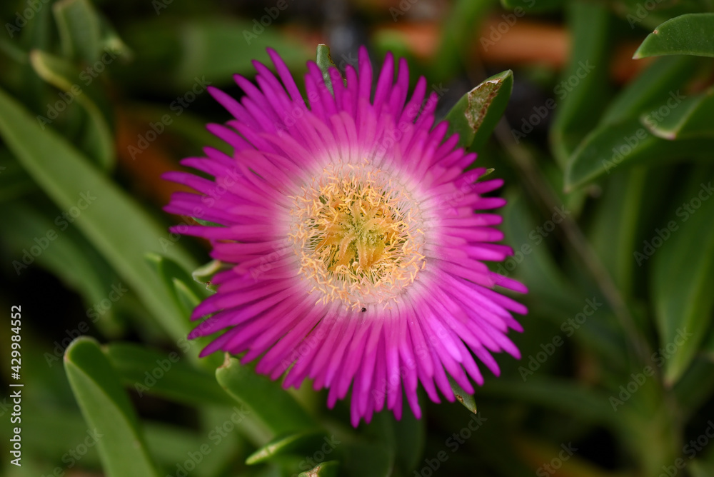 Fototapeta premium carpobrotus