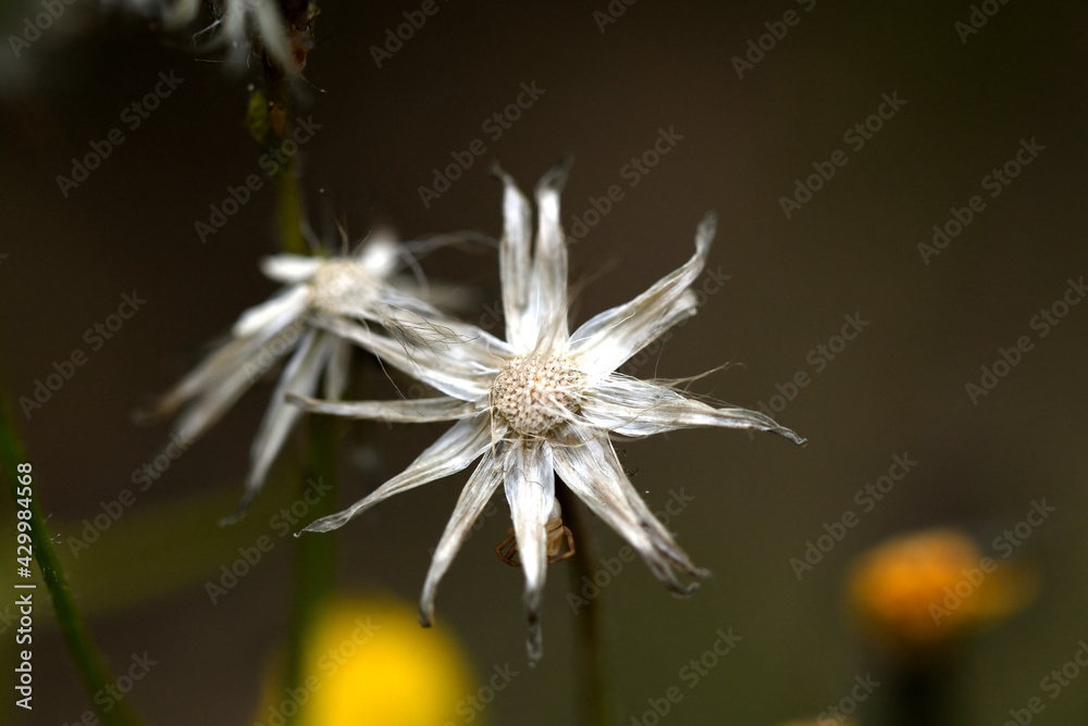 Fototapeta premium macro de fleur de pissenlit séchée