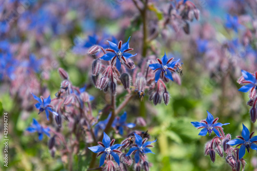Fleurs de bourrache bleues mauves violettes photo