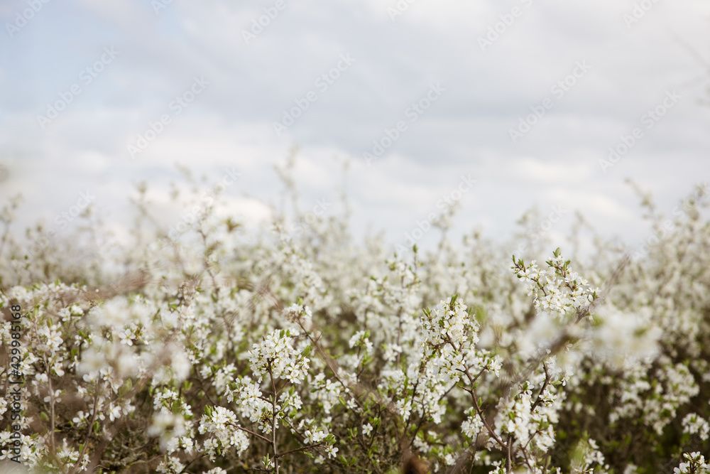 Blooming spring garden against the blue sky - white fragrant flowers on the branches with young foliage, the awakening of nature Blooming spring garden against the blue sky - white fragrant flowers on the branches with young foliage, the awakening of nature
