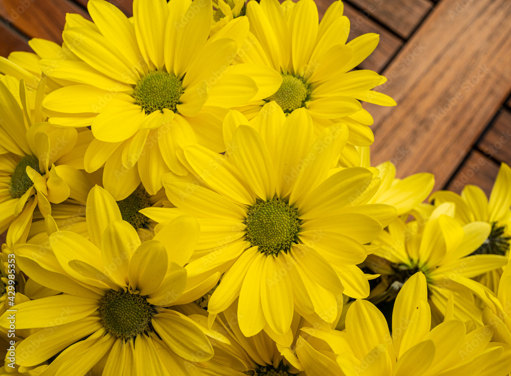 yellow chrysanthemum flowers yellow chrysanthemum flowers