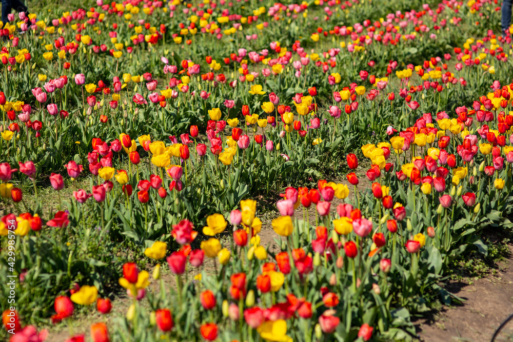 A beautiful flower bed of tulips on a meadow. Colorful tulips blooming in the spring green meadow. Multicolored yellow, red, pink tulip field.