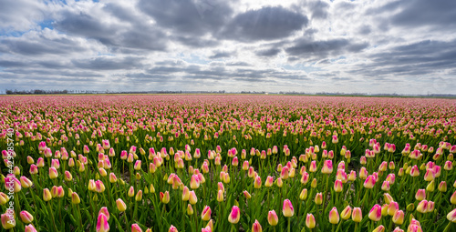 Wallpaper Mural Field of red and yellow tulips Torontodigital.ca