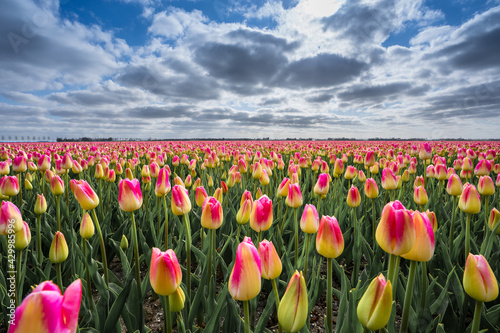 Field of red and yellow tulips