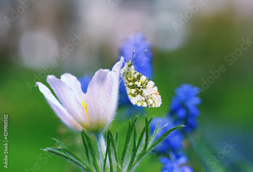 Butterfly fond of nectar flower.  photo