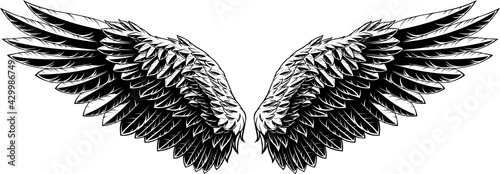 Vector illustration, spread wings of an eagle, on a white background