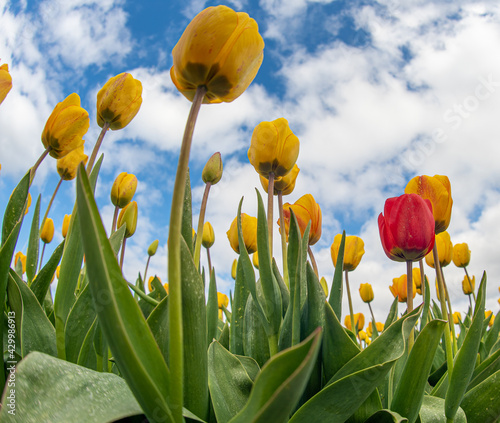 Low angle shot of red and yellow tulips