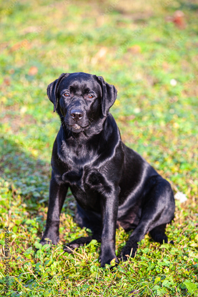 big black dog labrador retriever in nature