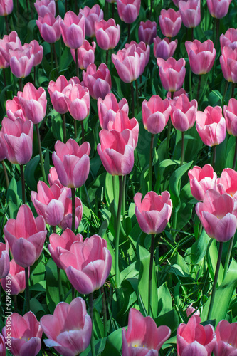 Many beautiful pink tulips in the sunlight. Dutch pink tulips are in bloom in the Netherlands