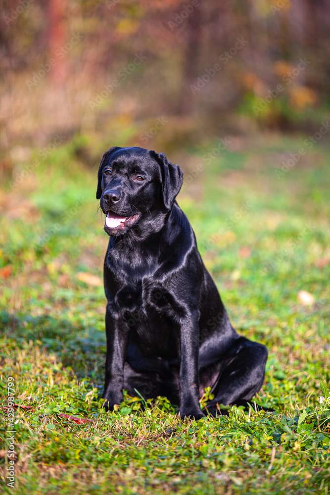 big black dog labrador retriever in nature big black dog labrador retriever in nature