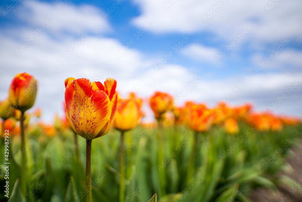 Low angle shot of red and yellow tulips Low angle shot of red and yellow tulips