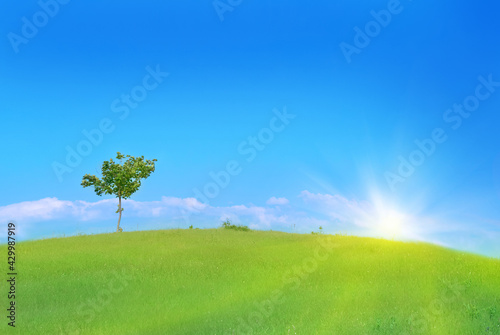 Tree on green field with green grass and sun light