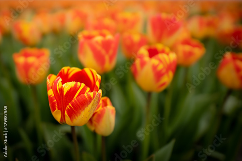 Close up shot of red and yellow tulips