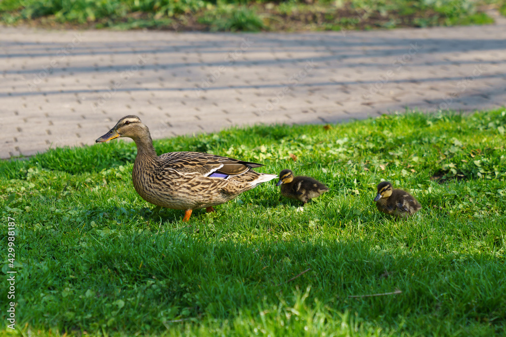 Single mother gray wild duck walks two small black yellow ducklings on the lawn. Single mother gray wild duck walks two small black yellow ducklings on the lawn.