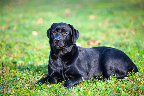 big black dog labrador retriever in nature