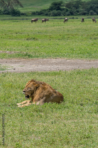 Vertical picture from a male lion at the Ngorongoro Conservation Area, Crater