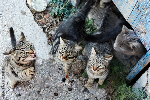 Canvas Print Group of hungry cats waiting for food