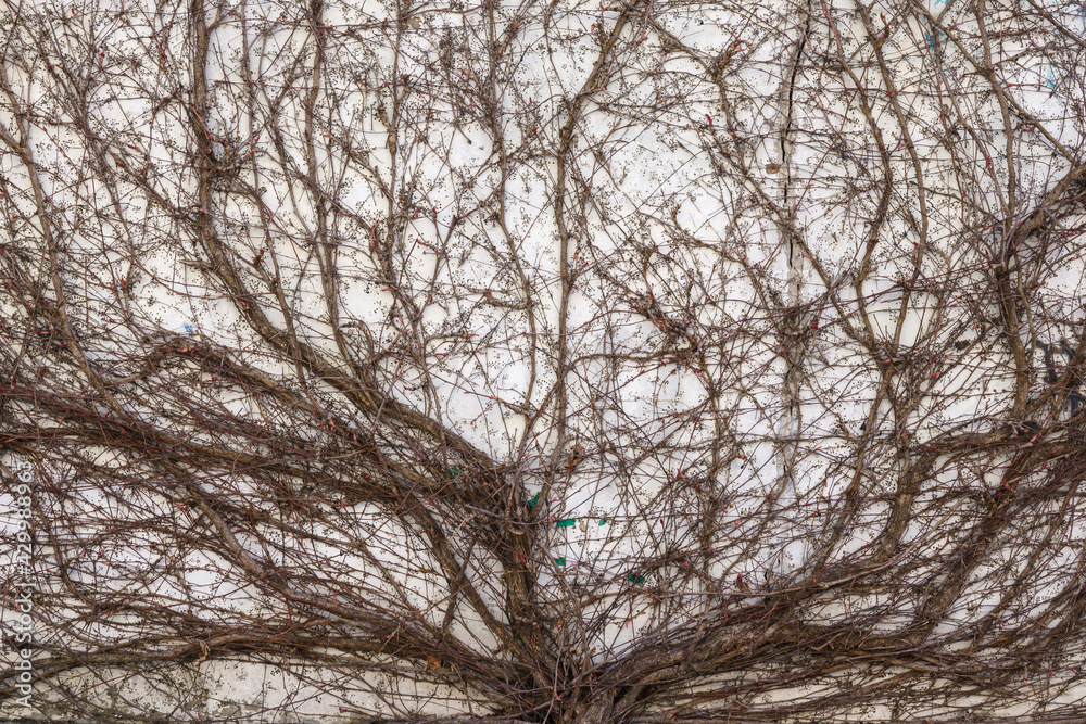 Dry ivy on the facade white wall. Ivy creeper on a new modern wall texture.