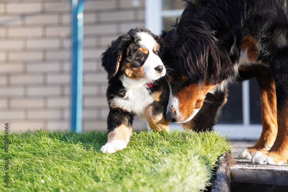 bernese mountain dog sitting in the grass