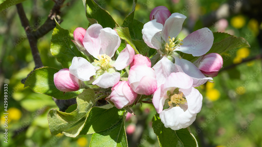 Obraz premium Apple garden