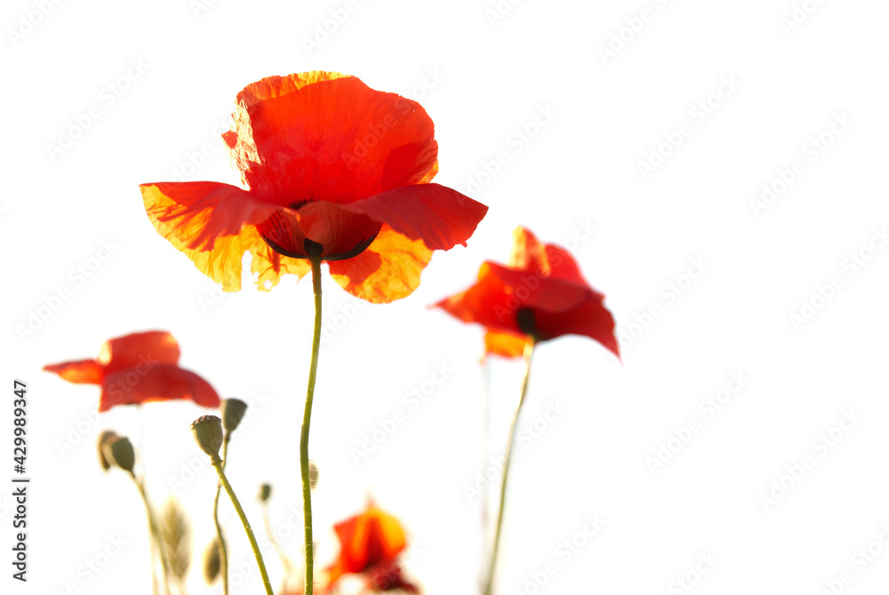 Fototapeta premium Red poppies flowers isolated on white