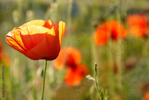 Field of red poppies flowers