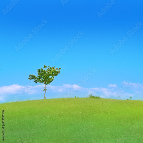 Tree on green field with green grass and blue sky 