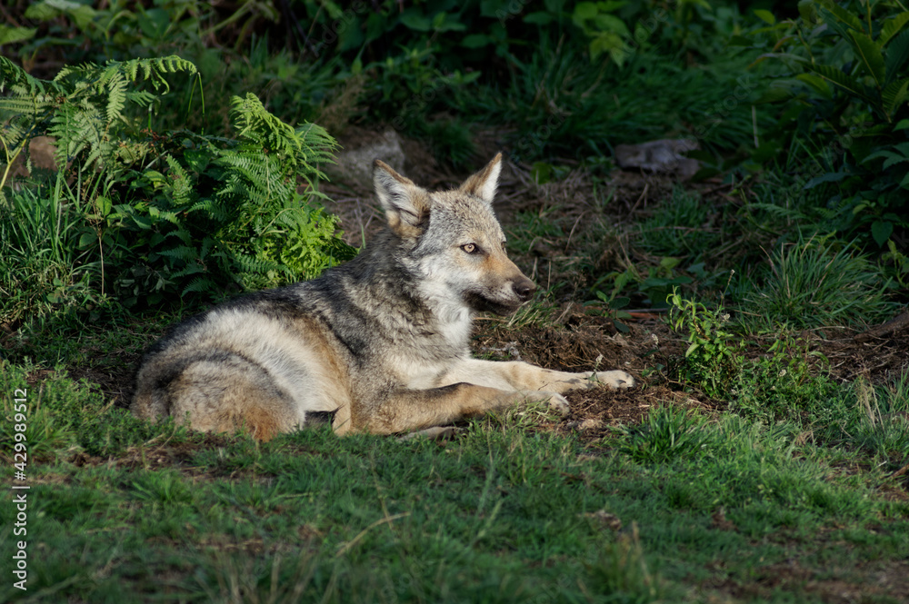 Loups et louveteaux gris d'Europe