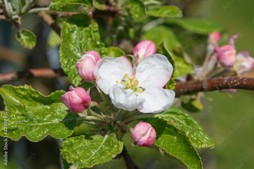 Obraz premium Apple garden