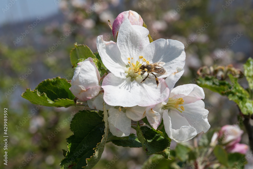 Apple garden Apple garden