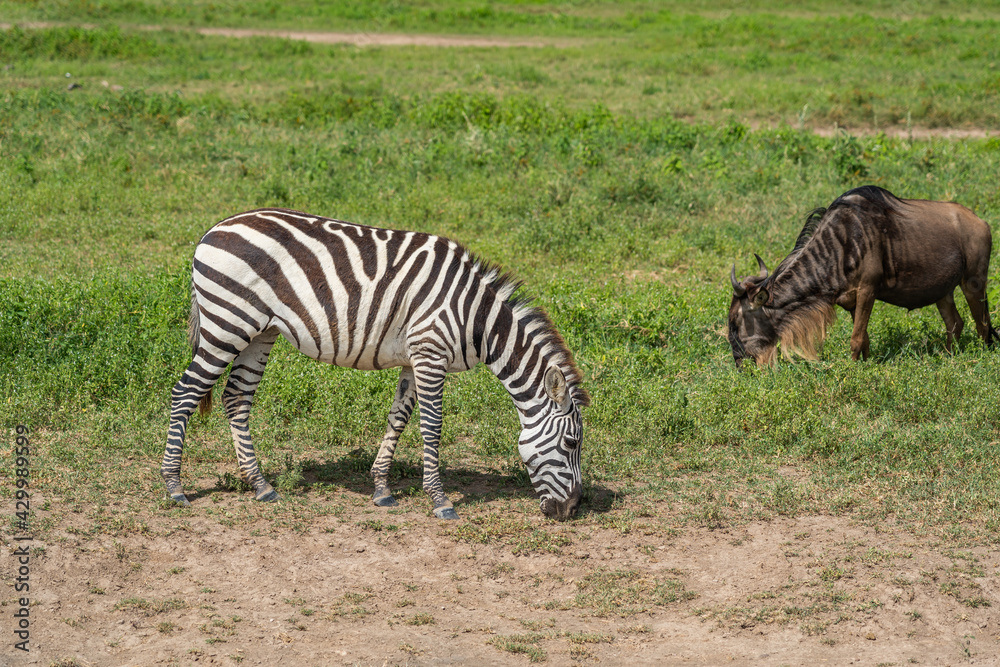 Naklejka premium Zebra and Wildbeest on safari in Ngorongoro crater near Serengeti National Park