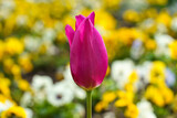 A half-open bud of a red-purple tulip with yellow flowers in the background. Close up.