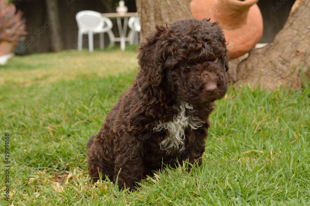Cachorros deperroo de agua español Cachorros deperroo de agua español