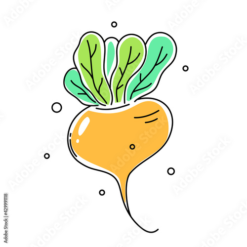 Vector illustration of yellow turnip with green leaf