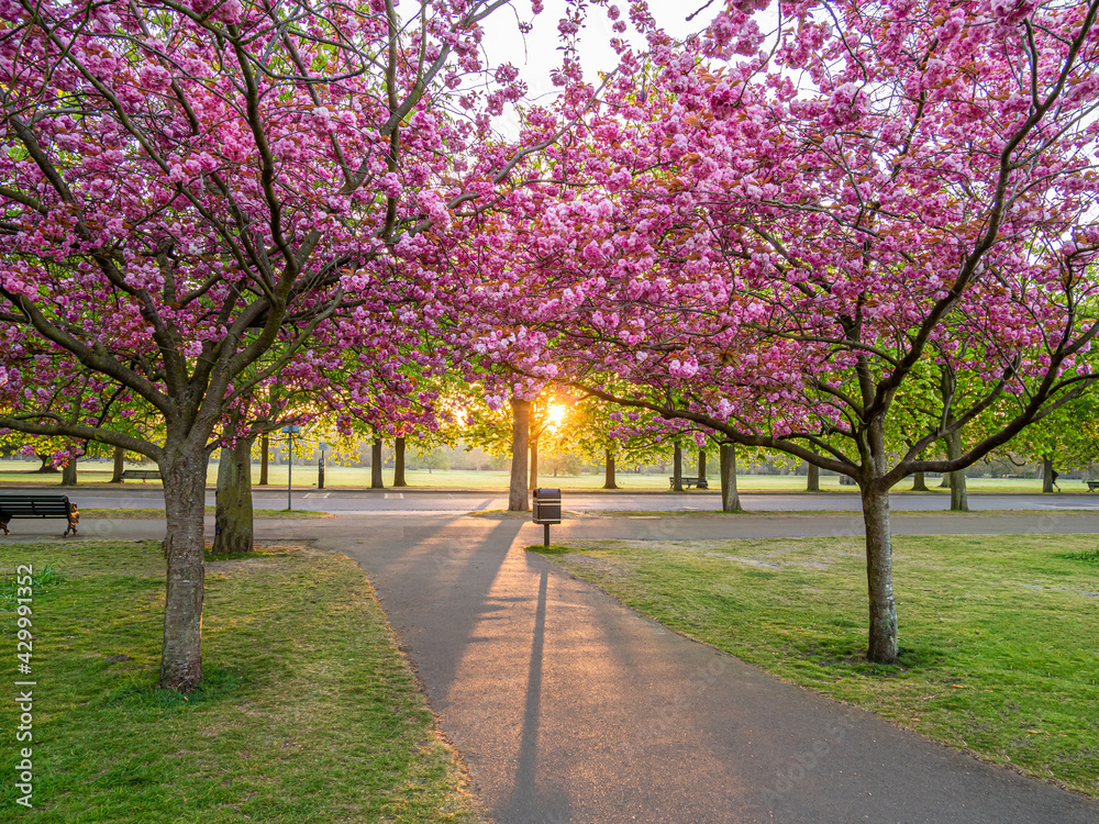 Pink Sakura trees on an alley at sunrise in the springtime Pink Sakura trees on an alley at sunrise in the springtime