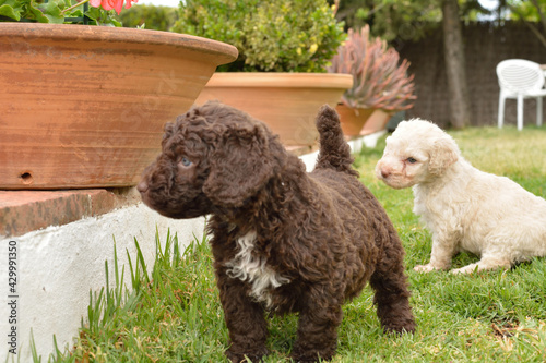 Cachorros deperroo de agua español photo