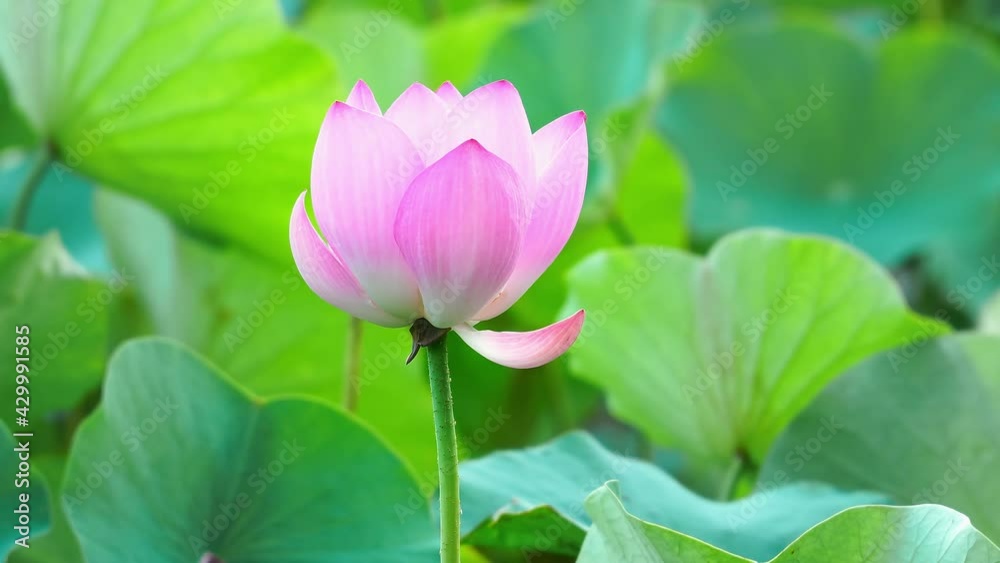 Close-up of a brilliantly blooming lotus with big green lotus leaves in the pond swaying in the breeze Close-up of a brilliantly blooming lotus with big green lotus leaves in the pond swaying in the breeze