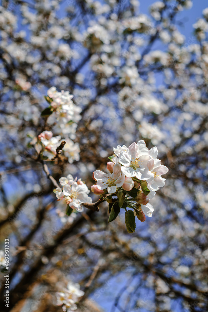 custom made wallpaper toronto digitalapple tree  flowers in spring on a tree