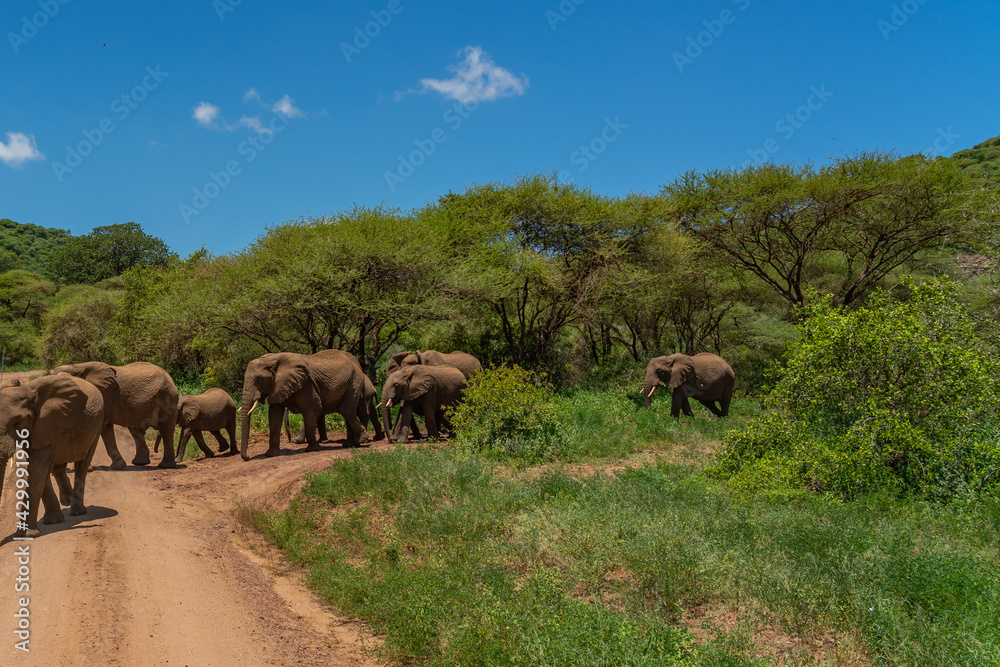 Herd of african bush elephants in the Tarangire National Park in Tanzania. Herd of african bush elephants in the Tarangire National Park in Tanzania.