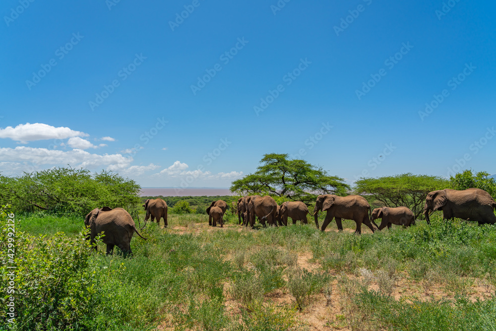 Herd of african bush elephants walking at the Tarangire National Park in Tanzania.