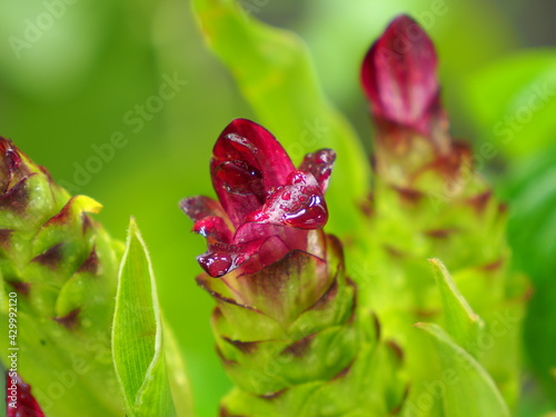 Is the name of the flower of the Krachiew or Curcuma aeruqinosa Roxb Is fragrant it is grown as a colorful ornamental flower.