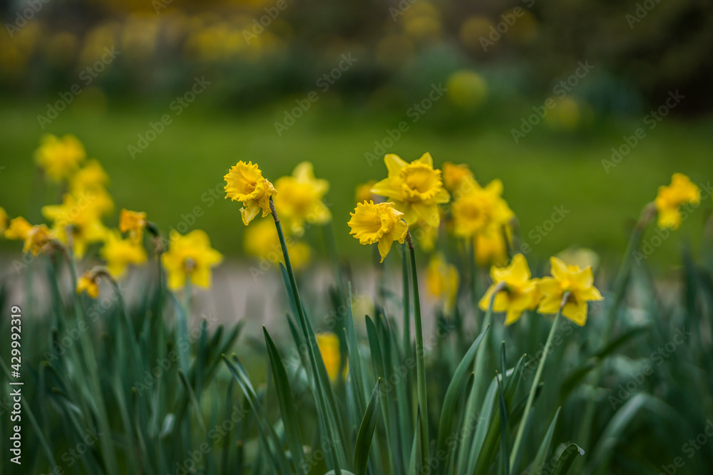 A Bunch of Yellow Narcissus Flowers At The Stage of Growth with Depth of Field, Yellow Spring Flowers Blooming During the Season A Bunch of Yellow Narcissus Flowers At The Stage of Growth with Depth of Field, Yellow Spring Flowers Blooming During the Season