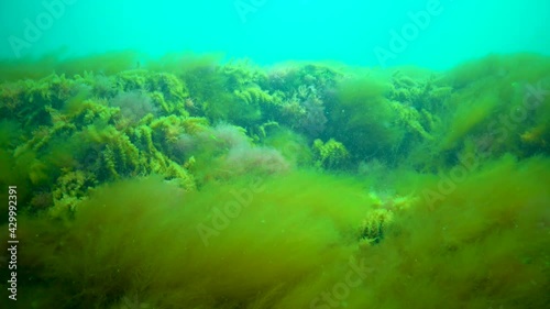 Different cpecies of green, brown and red algae and hidroids on stones in the Black Sea, Ukraine photo