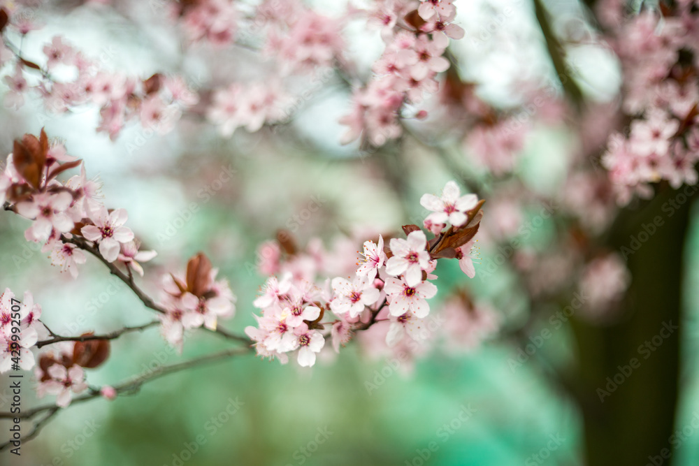 Wiosna! Kwitną drzewa - obrazy, fototapety, plakaty 
