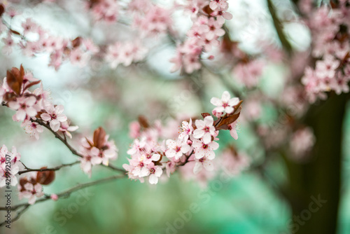 Wiosna! Kwitną drzewa
