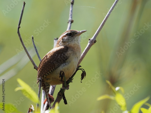 Carolina wren, Thryothorus ludovicianus photo